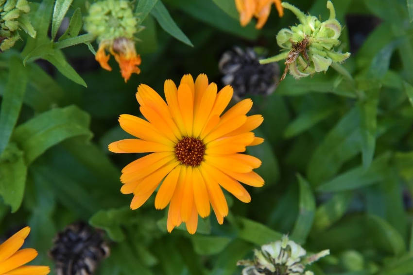 Calendula Flower 2